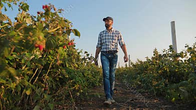 Agronomist examines a crop of raspberries in a field