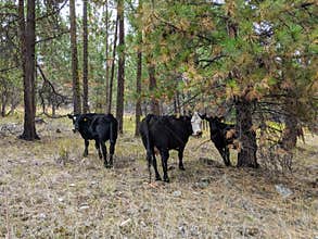 Free Ranging Beef Cattle In The Forest