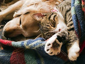 Cat and dog