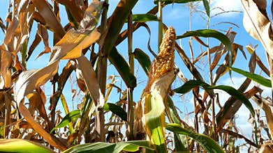 Mature yellow ear of corn on stalk in corn field in summer day. Maize cultivated on agricultural corn field.