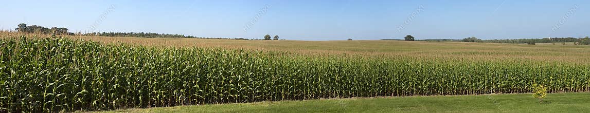 Farm Corn Field Panoramic Panorama Cornfield