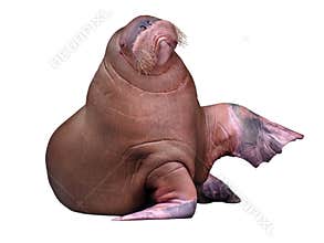 Big Walrus