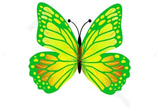 Green butterfly flying isolated on white background. Illustration design