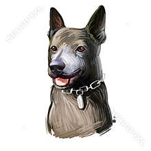 Taiwan Dog breed, Formosan Mountain Dog, Taiwanese Canis Native Takasago puppy. Digital art. Animal watercolor portrait closeup