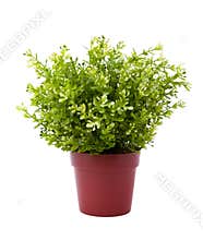 Plant pot