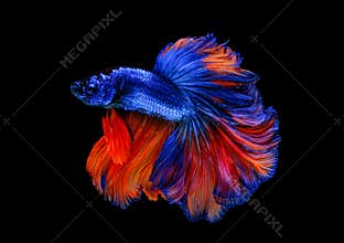 Colorful with main color of blue and red betta fish, Siamese fighting fish was isolated on black background. Fish also action of