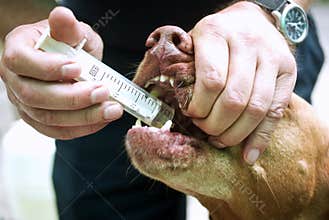 Sick dog