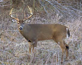 Whitetail Deer Buck