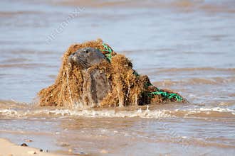 Animal welfare. Marine pollution. Seal caught in plastic fishing net