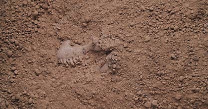 Blowing away dirt to unearth dinosaur fossil
