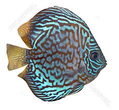 Blue turquoise discus