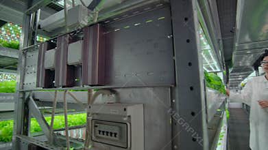 The camera moves through the corridors along the shelves with vegetables and herbs on a modern farm, a team of