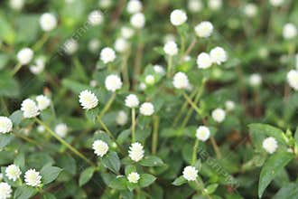 Group of white amaranthaceae with blurred background.