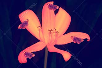 Pink flower with butterfly abstract spring  wallpaper background