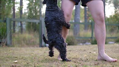 Miniature black schnauzer dog humping or mounting on owner leg. Bad behavior of puppy.