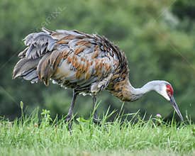 Sandhill Crane with Ruffled Feathers