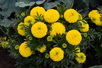 Close-up of beautiful marigold blossom