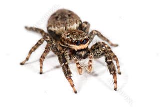 Spider