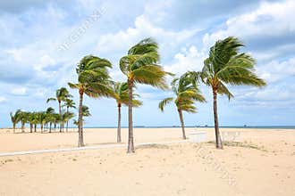 Hurricane force winds blows sand and palm trees