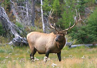 Elk bull