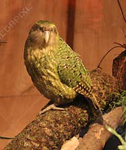 Kakapo Endemic Parrot of New Zealand