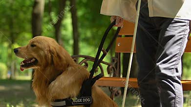 Senior man with visual impairment taking handle on guide dog and walking away