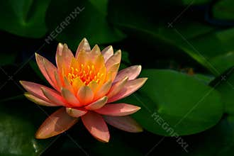 Zen garden water lily in full bloom