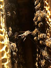 Natural hexagonal honeycomb from bee hive filled