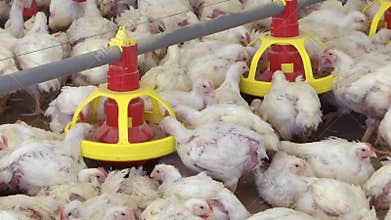 Interior of Chicken Farm