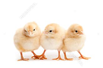Three cute chicks isolated on white
