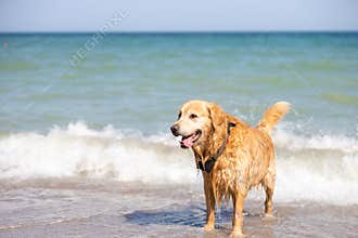 Golden Retriever dog wet, coming out of the sea
