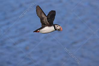 puffin flying & x28;fratercula arctica& x29; iceland