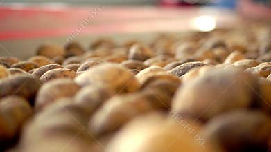 Close-up, Potatoes move on special conveyor machinery belt . potato harvesting, crop