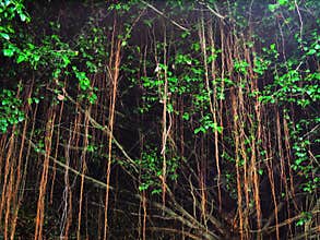 A lighted tree by night