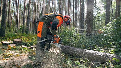 Deforestation, forest cutting concept. Wood is getting sawn by the worker with the shavings flying around