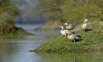 Bar-headed geese, Anser indicus, Bharatpur, Rajasthan, India
