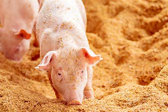 Pink piglets standing on the gold  chaff are raised in an organic pig farm, looking at the camera.Pig farm organic livestock rural