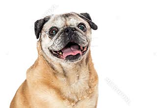 Closeup Portrait Sweet Pug Purebred Dog