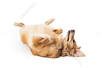 Large Dog Rolled Over on Back