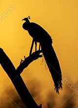 Peacock silhoutte, Bharatpur, Rajasthan, India