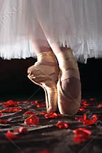 Ballet and Roses