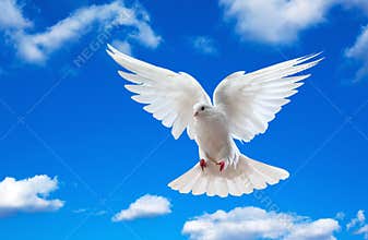 White dove in blue sky