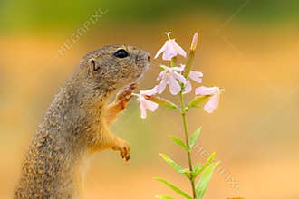 Little rodent with flrower