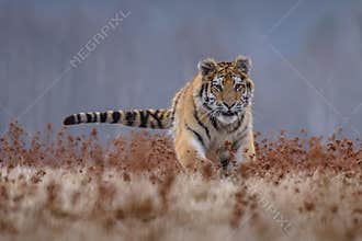 Siberian Tiger running. Beautiful, dynamic and powerful photo of this majestic animal. Set in environment typical for this amazing