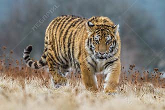 Siberian Tiger running. Beautiful, dynamic and powerful photo of this majestic animal. Set in environment typical for this amazing