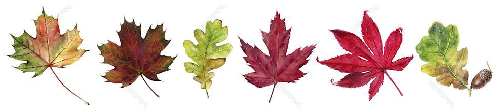 Autumn foliage watercolor isolated on white background