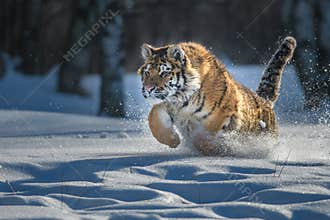 Siberian Tiger running. Beautiful, dynamic and powerful photo of this majestic animal. Set in environment typical for this amazing