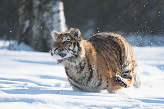 Siberian Tiger running. Beautiful, dynamic and powerful photo of this majestic animal. Set in environment typical for this amazing