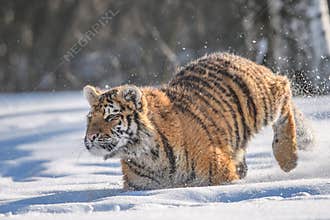 Siberian Tiger running. Beautiful, dynamic and powerful photo of this majestic animal. Set in environment typical for this amazing