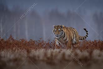 Siberian Tiger running. Beautiful, dynamic and powerful photo of this majestic animal. Set in environment typical for this amazing